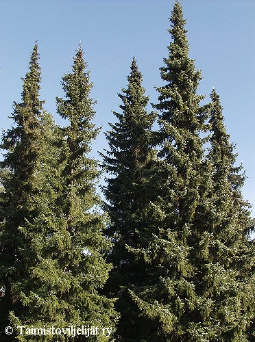 Picea omorika
